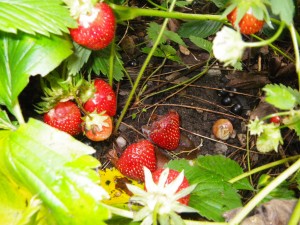 Schnecken lieben Erdbeeren