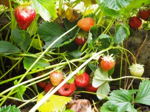 Schnecken lieben Erdbeeren